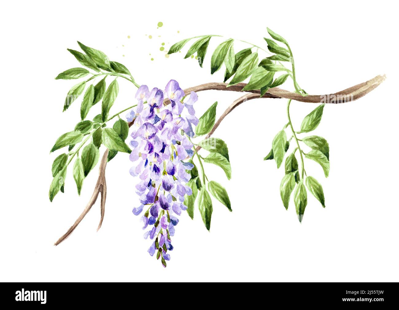 Wisteria fiore ramo. Illustrazione di acquerello disegnata a mano isolata su sfondo bianco Foto Stock