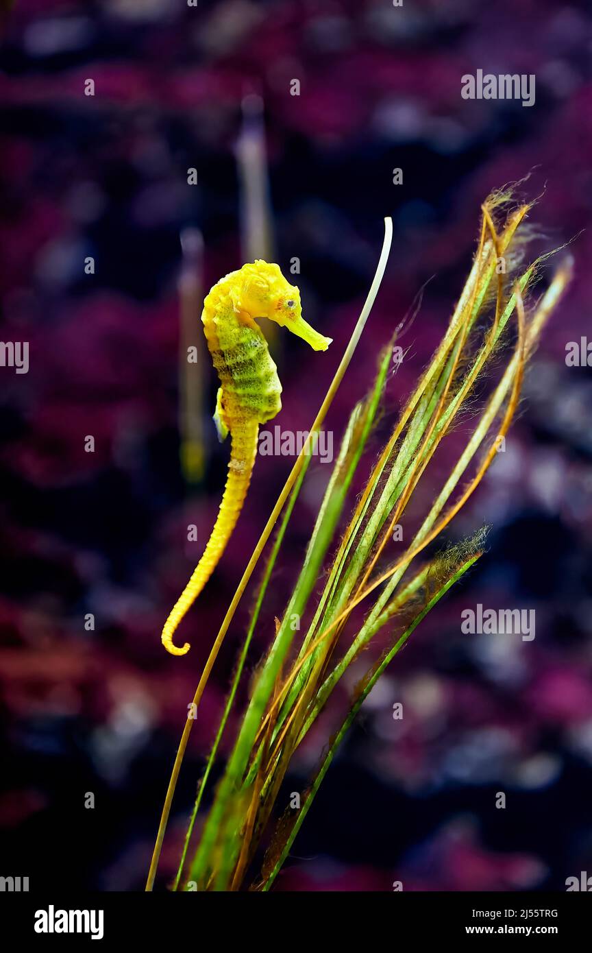 Ippocampo o ippocampo giallo che si avvicina ad alcune alghe con sfondo viola dietro Foto Stock
