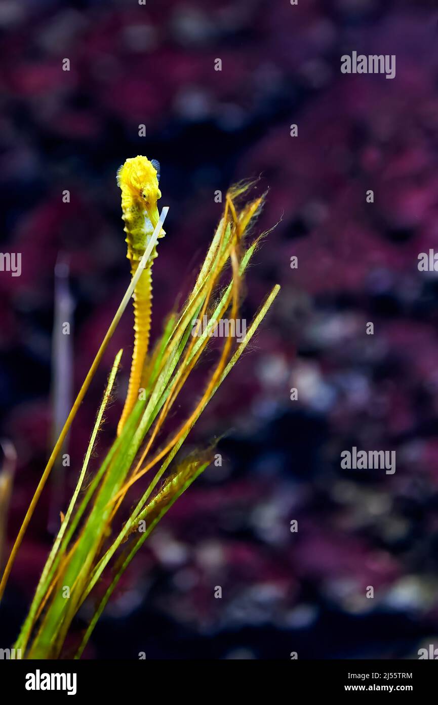 Ippocampo o ippocampo giallo che si avvicina ad alcune alghe con sfondo viola dietro Foto Stock