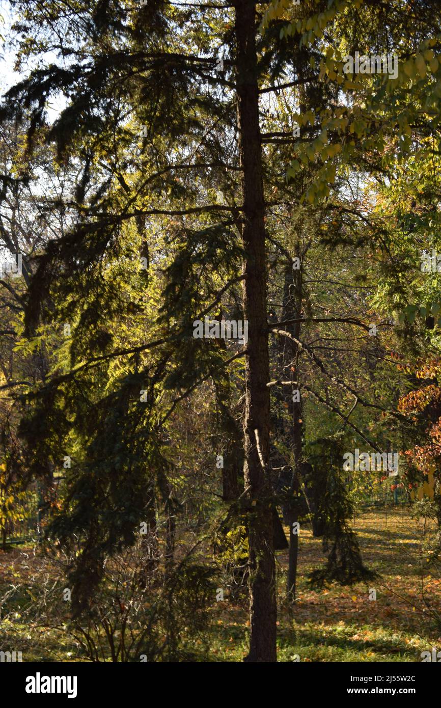 Caduta foglie sul panoramico parco autunnale. Parco forestale paesaggio in un autunno dorato. Percorso attraverso la foresta autunnale. Alberi e foglie d'autunno Foto Stock