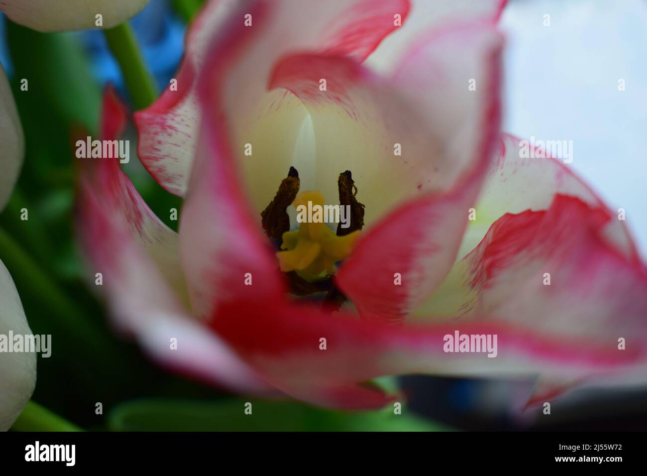 Tulipano bianco con strisce rosse sui petali sullo sfondo scuro sfocato. Due tulipani colorati a primo piano sullo sfondo scuro. Foto Stock