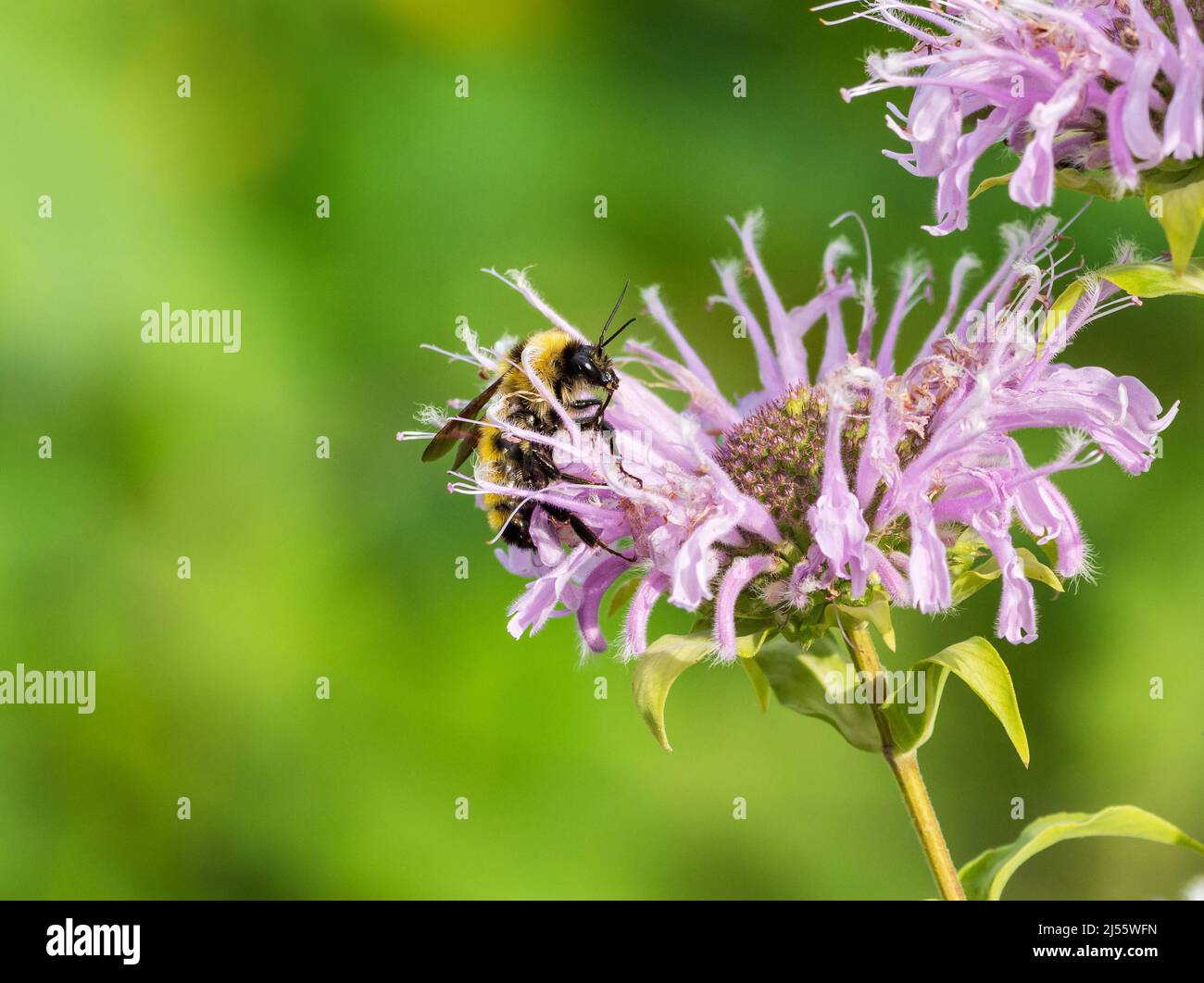 Primo piano di un Bomble Bee (Bombus borealis) di color ambra settentrionale che si muove attraverso un fiore di Bee Balm viola chiaro. Foto Stock