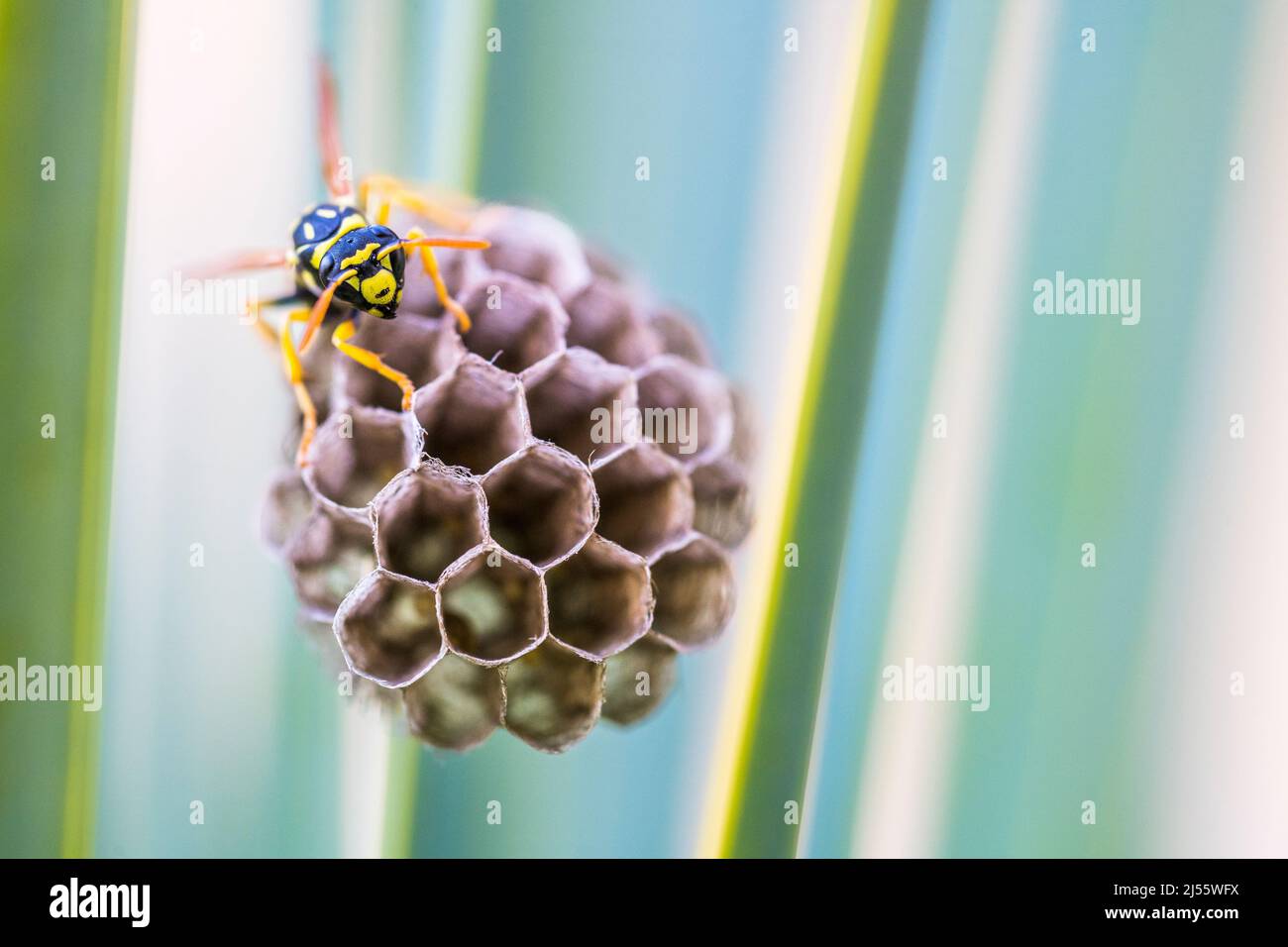 Polistes gallicus, una specie di vespa di carta, sul suo nido. Foto Stock