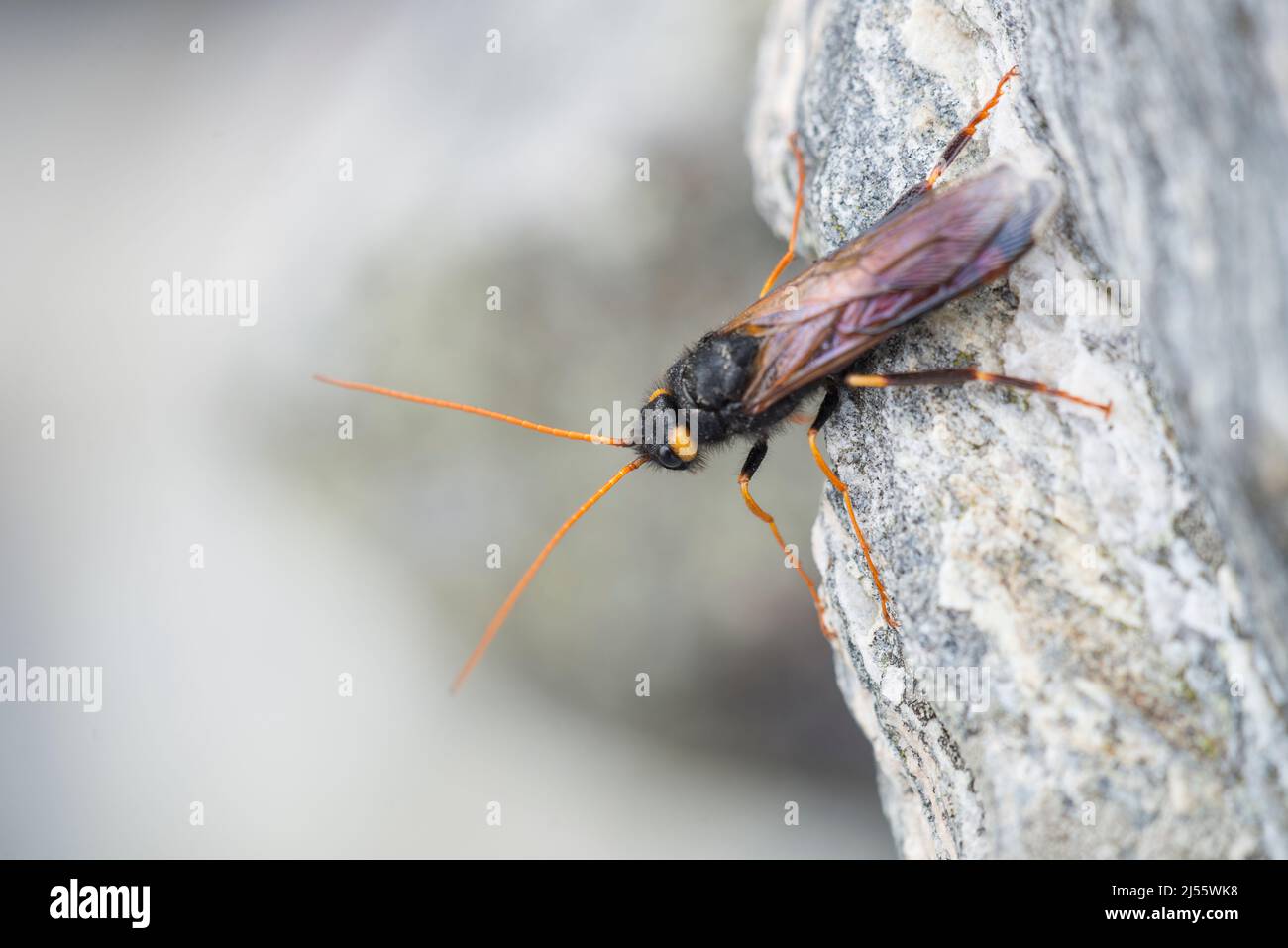 Urocerus gigas (gigantesco woodwasp, coda di corno a fasce, coda di corno maggiore) è una specie di sawfly, maschio. Foto Stock