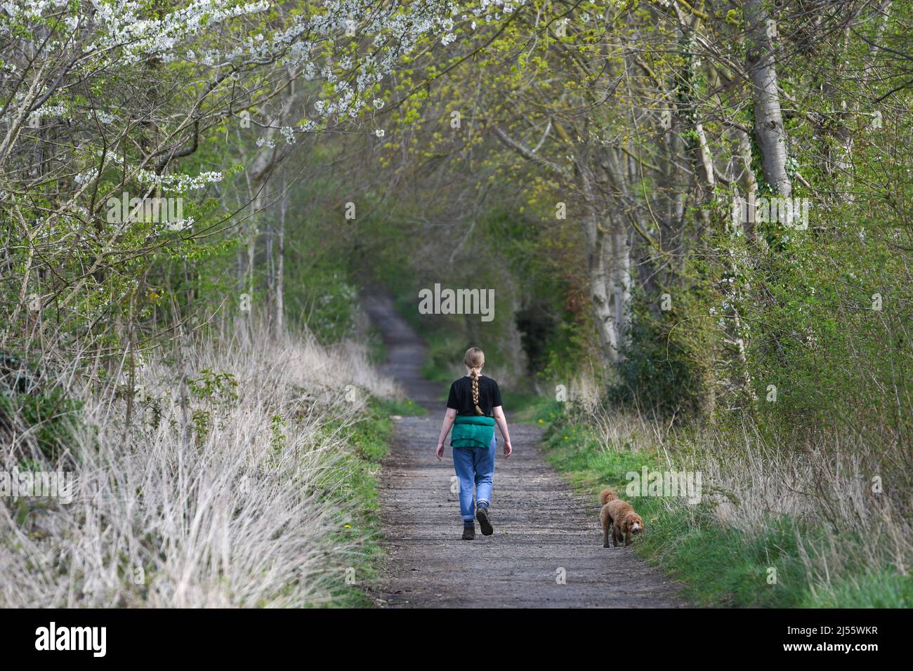 Donna che cammina il suo cane nel sole di primavera Foto Stock