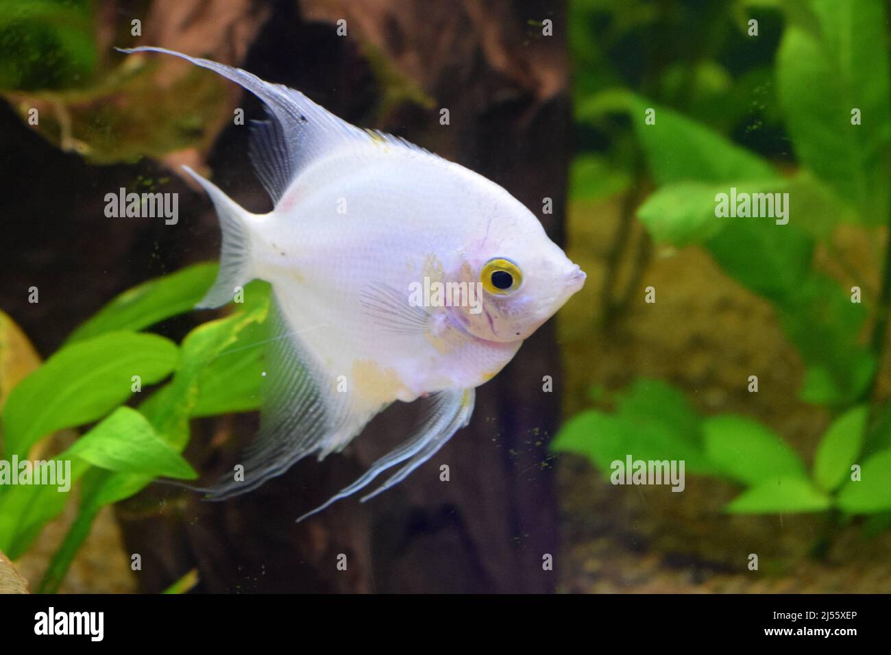 Acquari di acqua dolce piantati con pesci angelo d'argento. Pesci angelo in pesci cisterna con sfondo sfocato (Pterophyllum scalare) Foto Stock