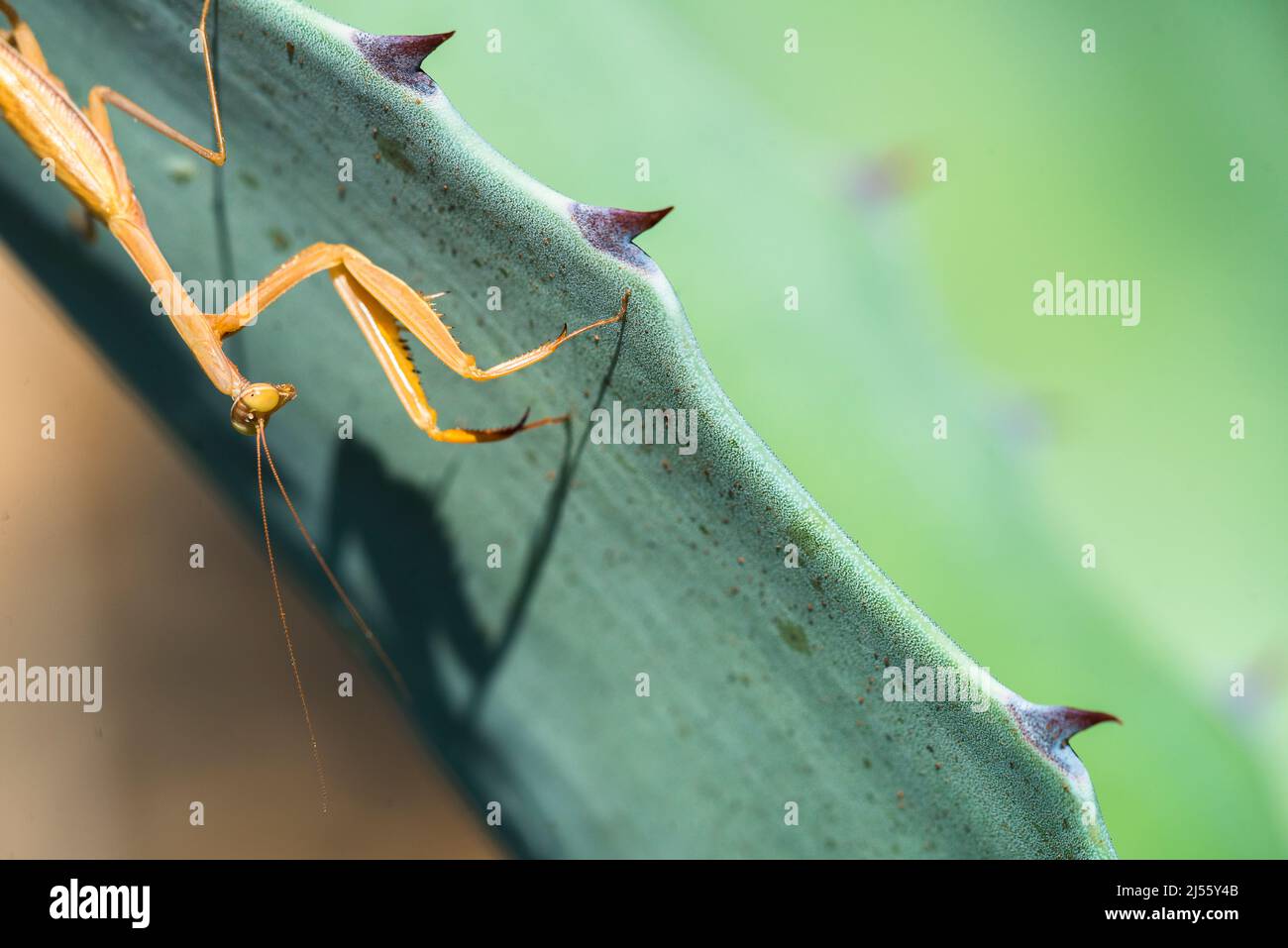 Il mantis europeo o il mantis di preghiera (Mantis religiosa), maschio marrone. Foto Stock