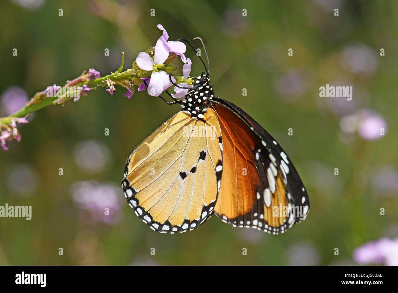 Tigre semplice, farfalla monarca africana (Danaus chrysippus) alimentazione Foto Stock
