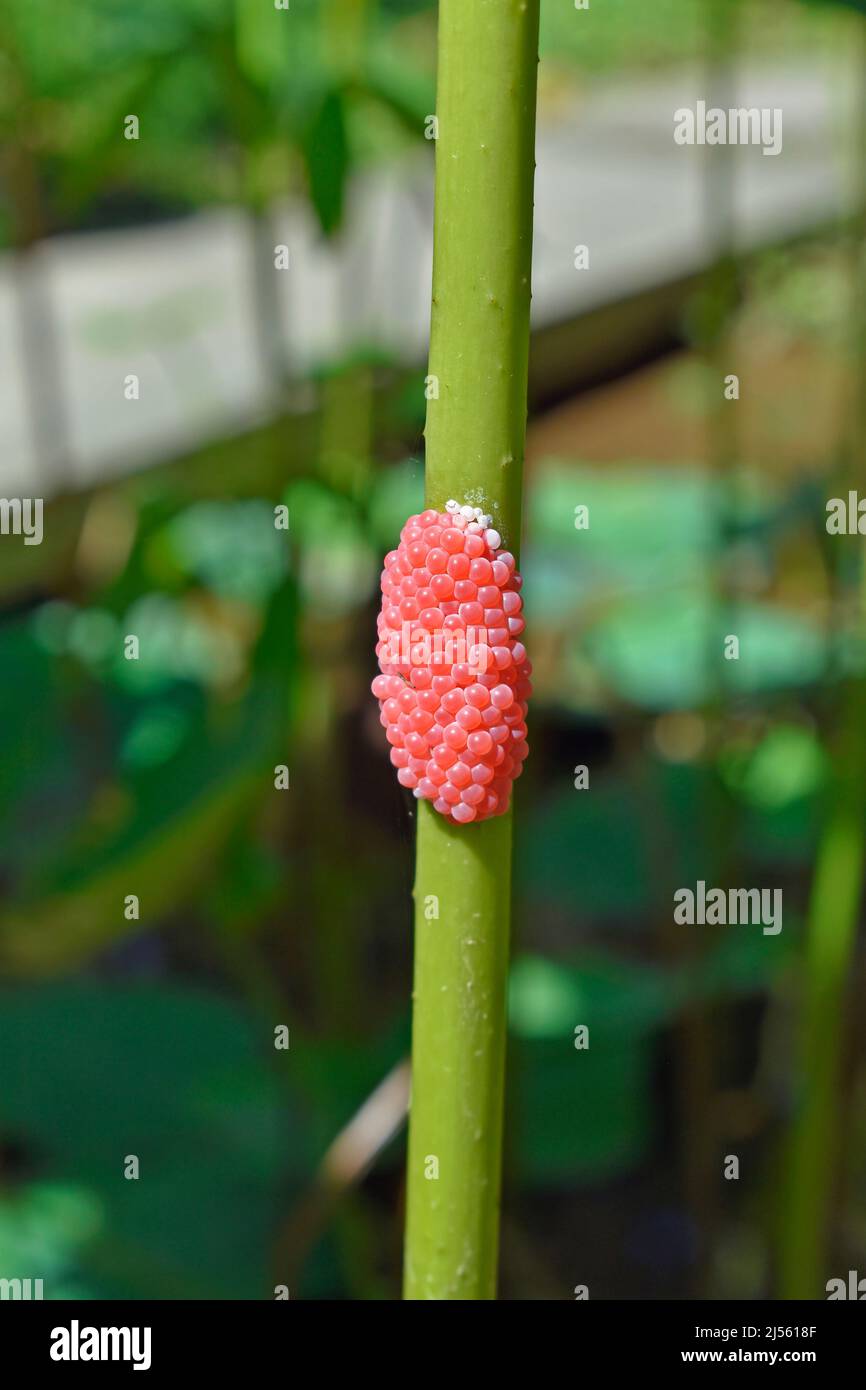 Uova rosse di lumache su un gambo di loto Foto Stock