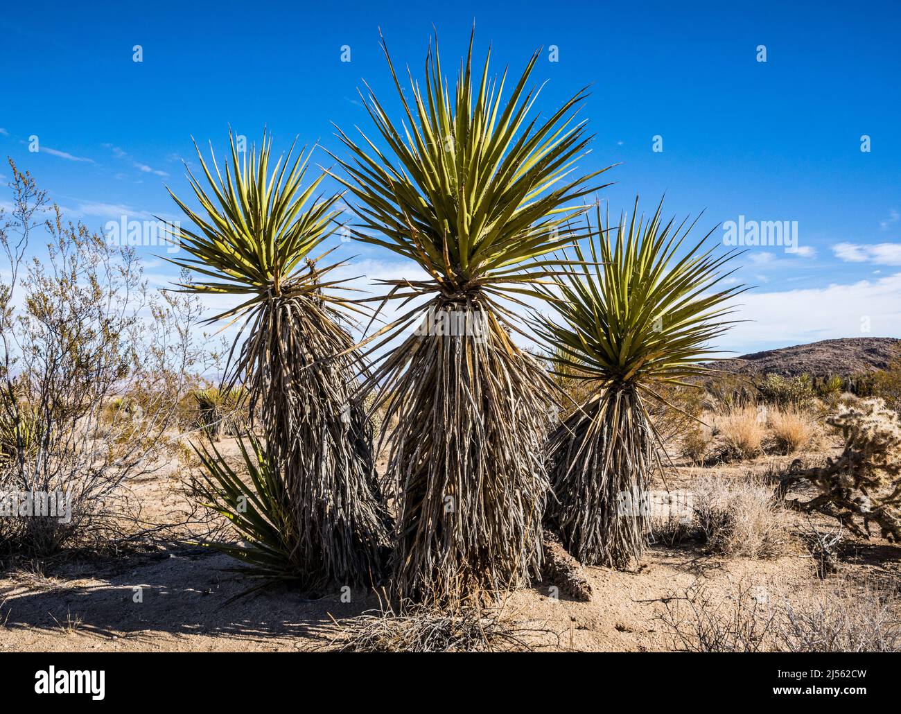 A Mojave Yucca nel Joshua Tree National Park vicino all'ingresso della Indian Cove, California, USA Foto Stock