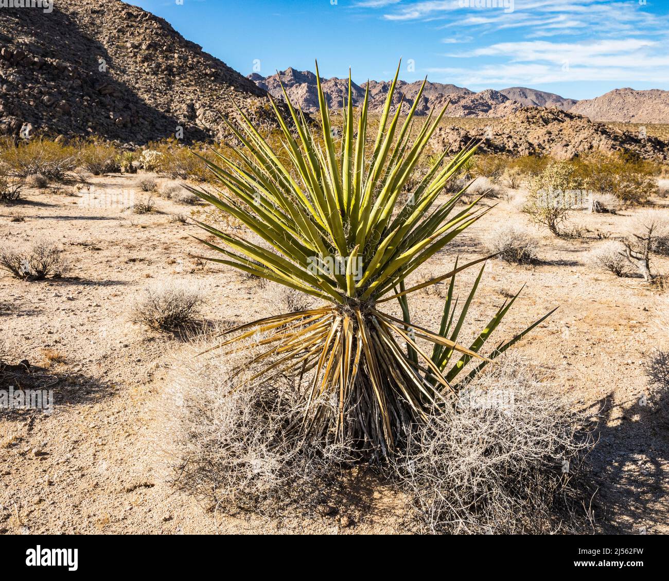 A Mojave Yucca nel Joshua Tree National Park vicino all'ingresso della Indian Cove, California, USA Foto Stock