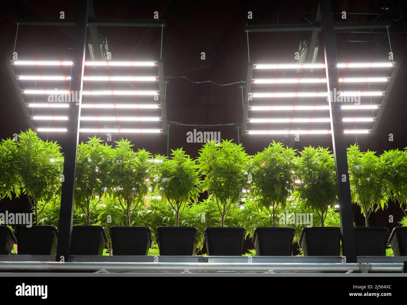 La coltivazione in interni di piante in vaso di cannabis è una tecnica speciale per coltivare piante mediante illuminazione artificiale. Foto Stock