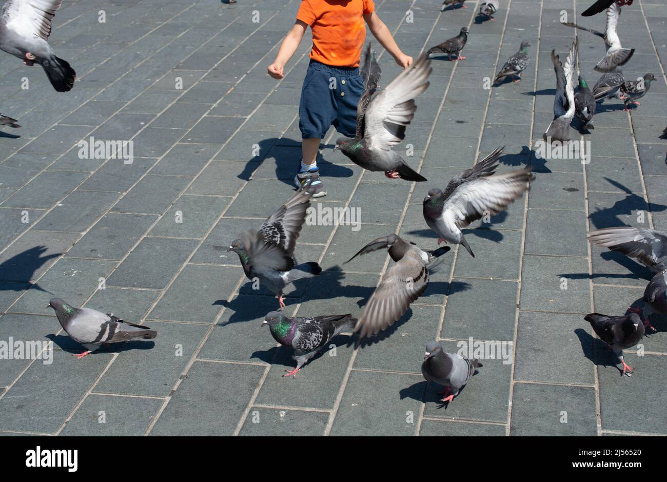 Bambino che corre dopo piccioni. E giocare con piccioni di uccelli in piazza della città Foto Stock