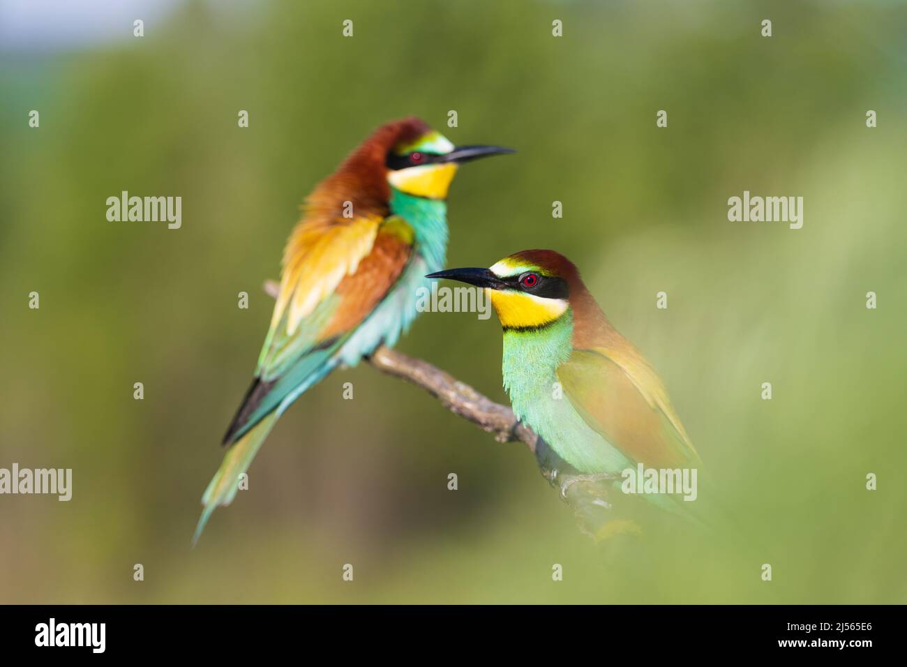uccelli di paradisi mangiatori di api tra il verde primaverile Foto Stock
