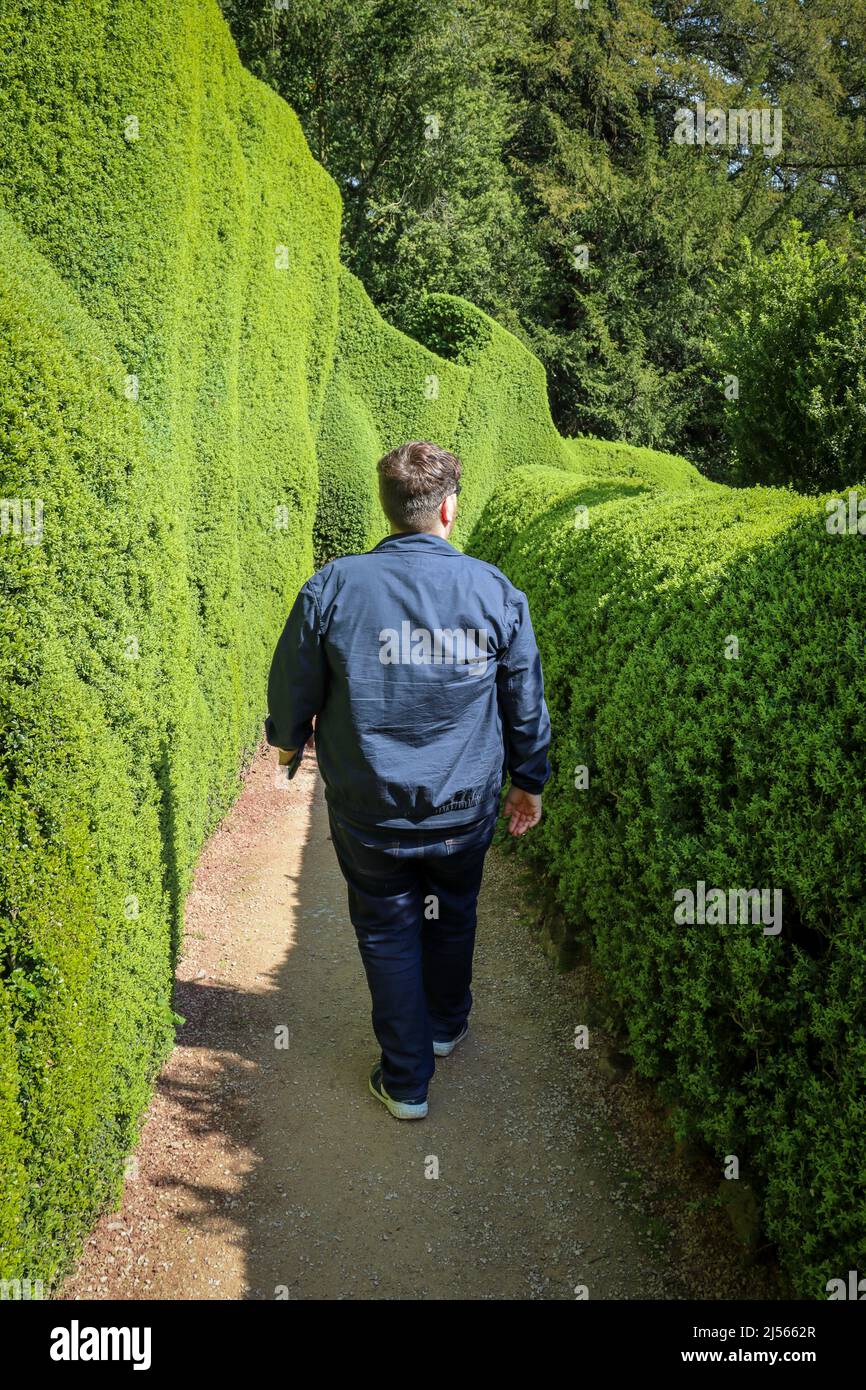 Uomo che fa una passeggiata / passeggiata a Powis Castello e giardini Foto Stock