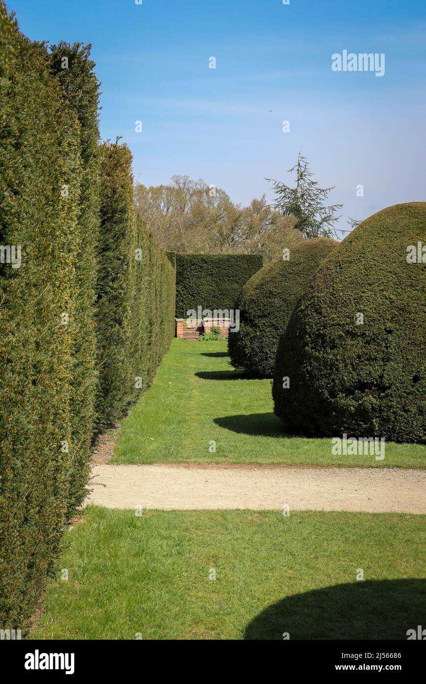 Siepi da giardino / siepi a forma di cupola / Castello e giardini Powis Foto Stock