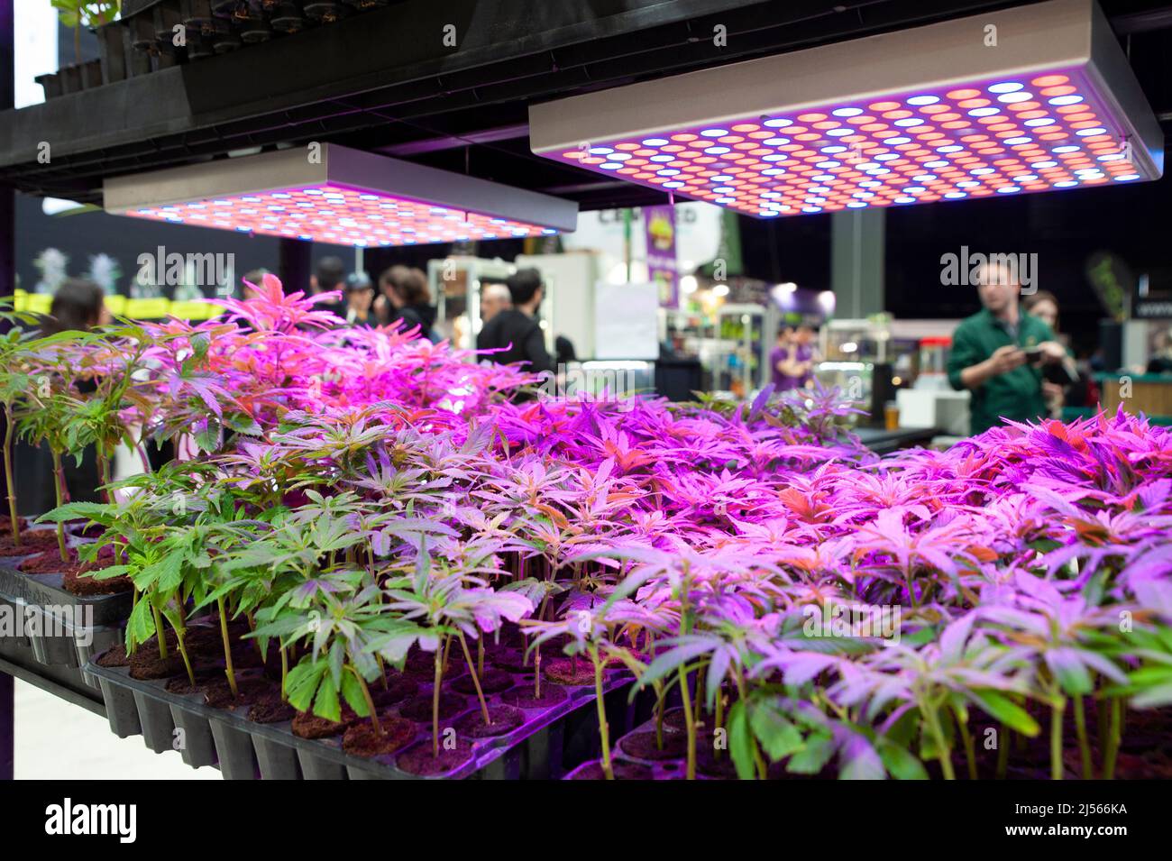 Piante in vaso di cannabis in mostra alla fiera “Indicasativa 2022”. Dedicata al mondo della canapa. Illuminazione a LED. Foto Stock