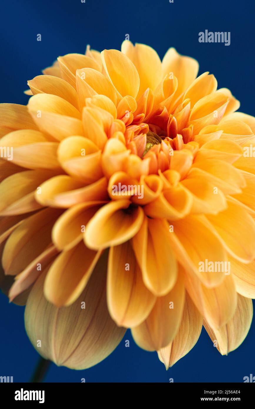 Golden dahlia su sfondo blu. Foto Stock