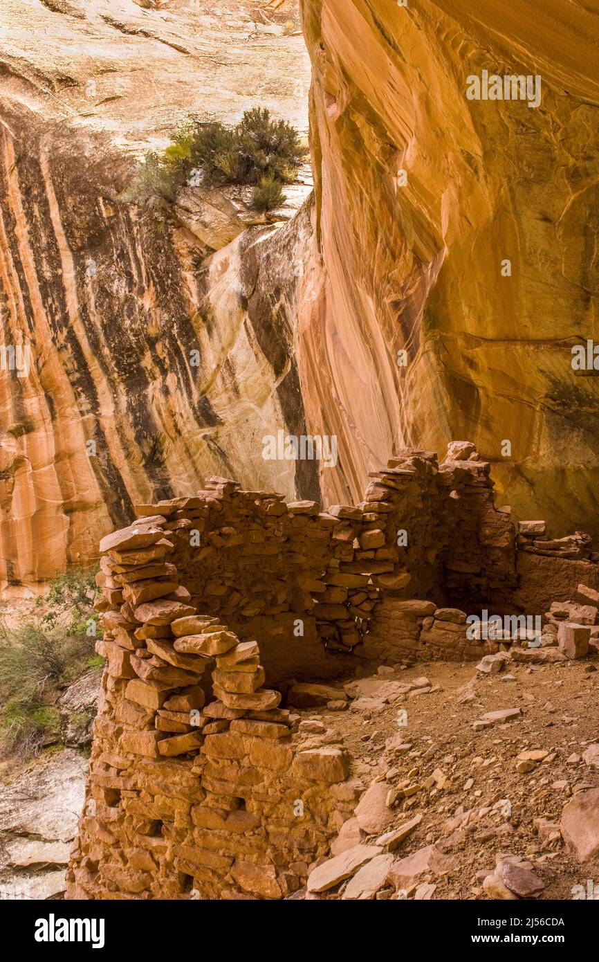 La Monarch Cave Ruin, un antico Puebloan indiano nativo americano di 1000 anni in una nicchia protettiva in un canyon nello shash JAA unità del Foto Stock