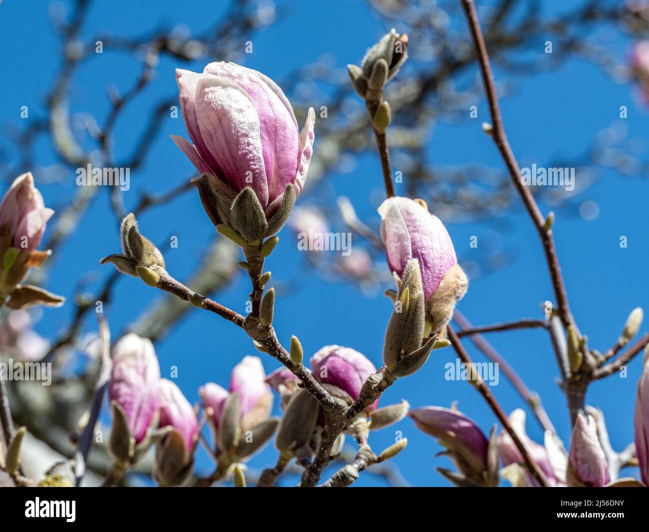 Magnolia fiorita nel parco cittadino di Stromparken durante la primavera a Norrkoping, Svezia. Foto Stock