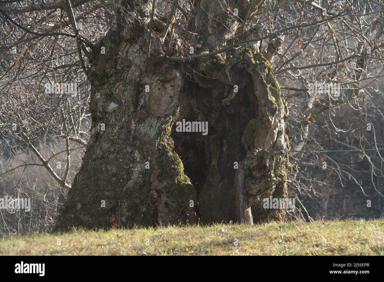 Tronco molto grande e annodato di un vecchio olivo in Italia, regione Emilia Romagna Foto Stock