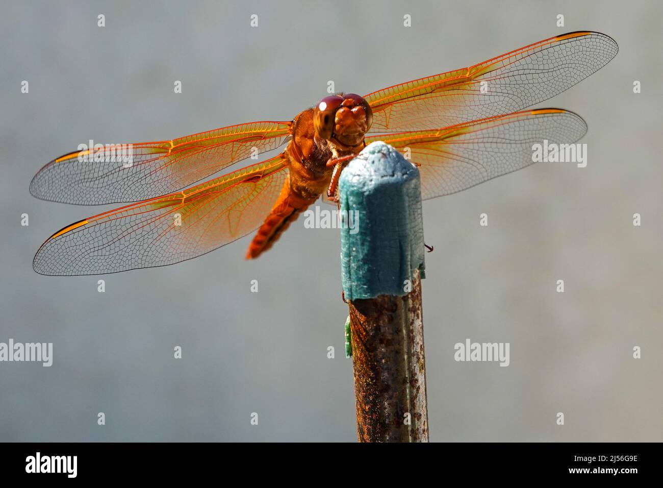 dragonfly skimmer di fiamma anche conosciuto come skimmer del firecracker (Libellula saturata).nativo al Nord America occidentale Foto Stock