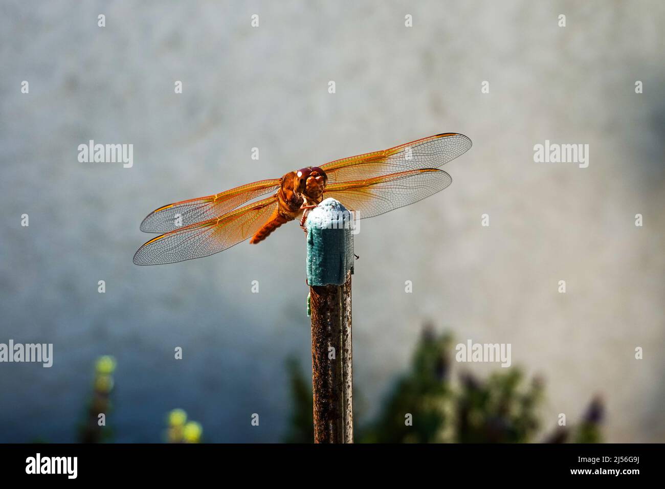 dragonfly skimmer di fiamma anche conosciuto come skimmer del firecracker (Libellula saturata).nativo al Nord America occidentale Foto Stock