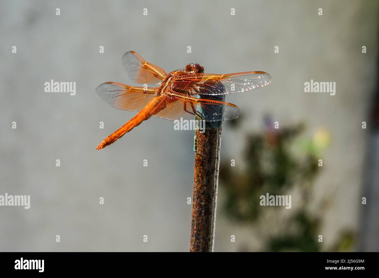 dragonfly skimmer di fiamma anche conosciuto come skimmer del firecracker (Libellula saturata).nativo al Nord America occidentale Foto Stock