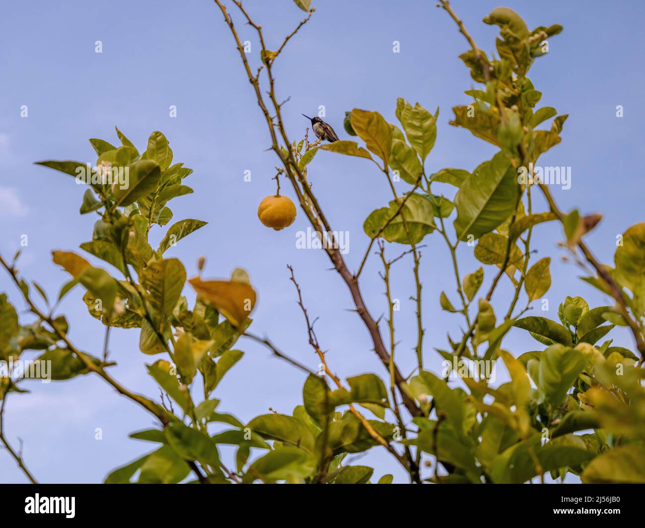 Primavera, un Hummingbird si siede appollaiato sulla cima del Lemon Tree Foto Stock