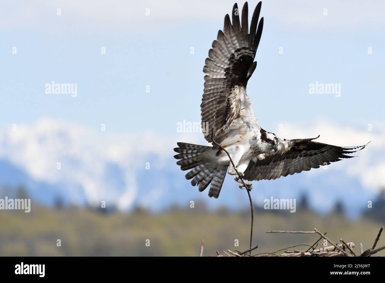 Un maschio Osprey porta un ramo al nido che condivide con il suo compagno sul fiume Snohomish nello stato di Washington. Foto Stock