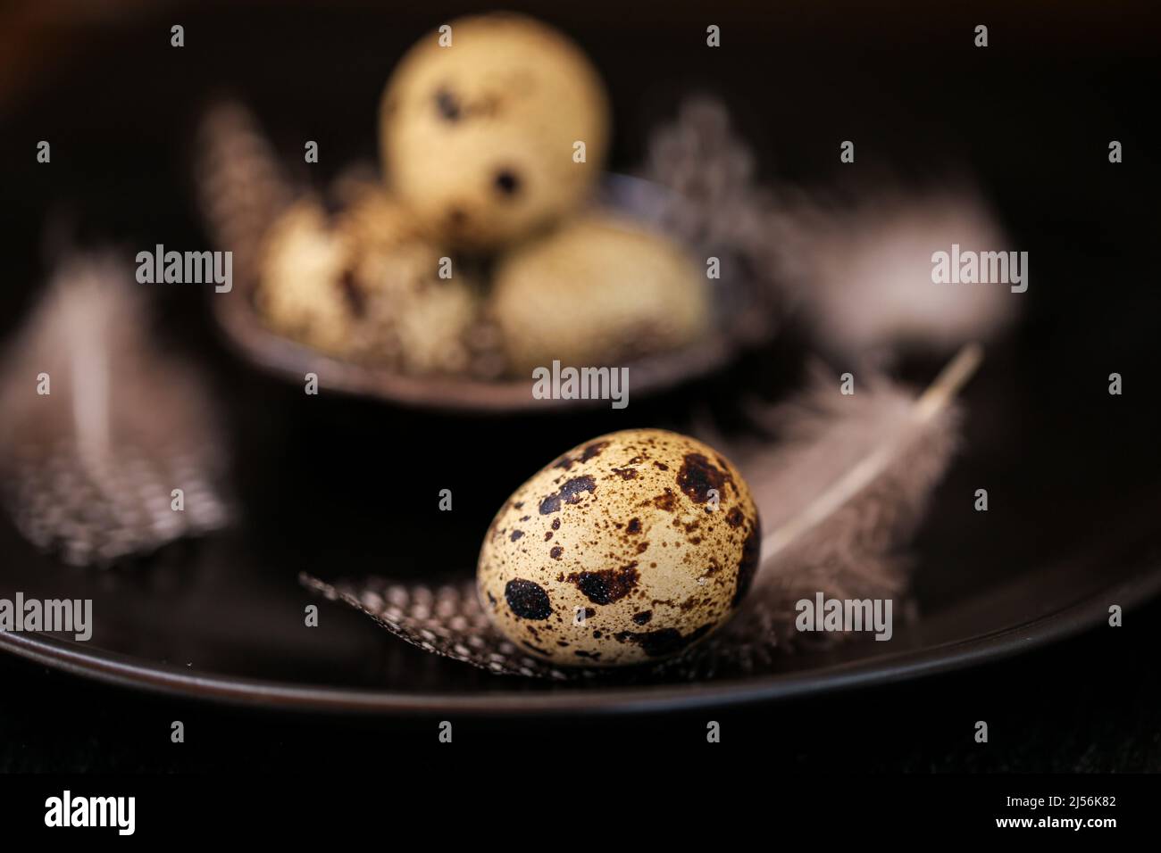 Uova di quaglia con piume in un piatto nero su un ardesia nera background.Organic Azienda agricola naturale bio uova di quaglia set. Foto Stock