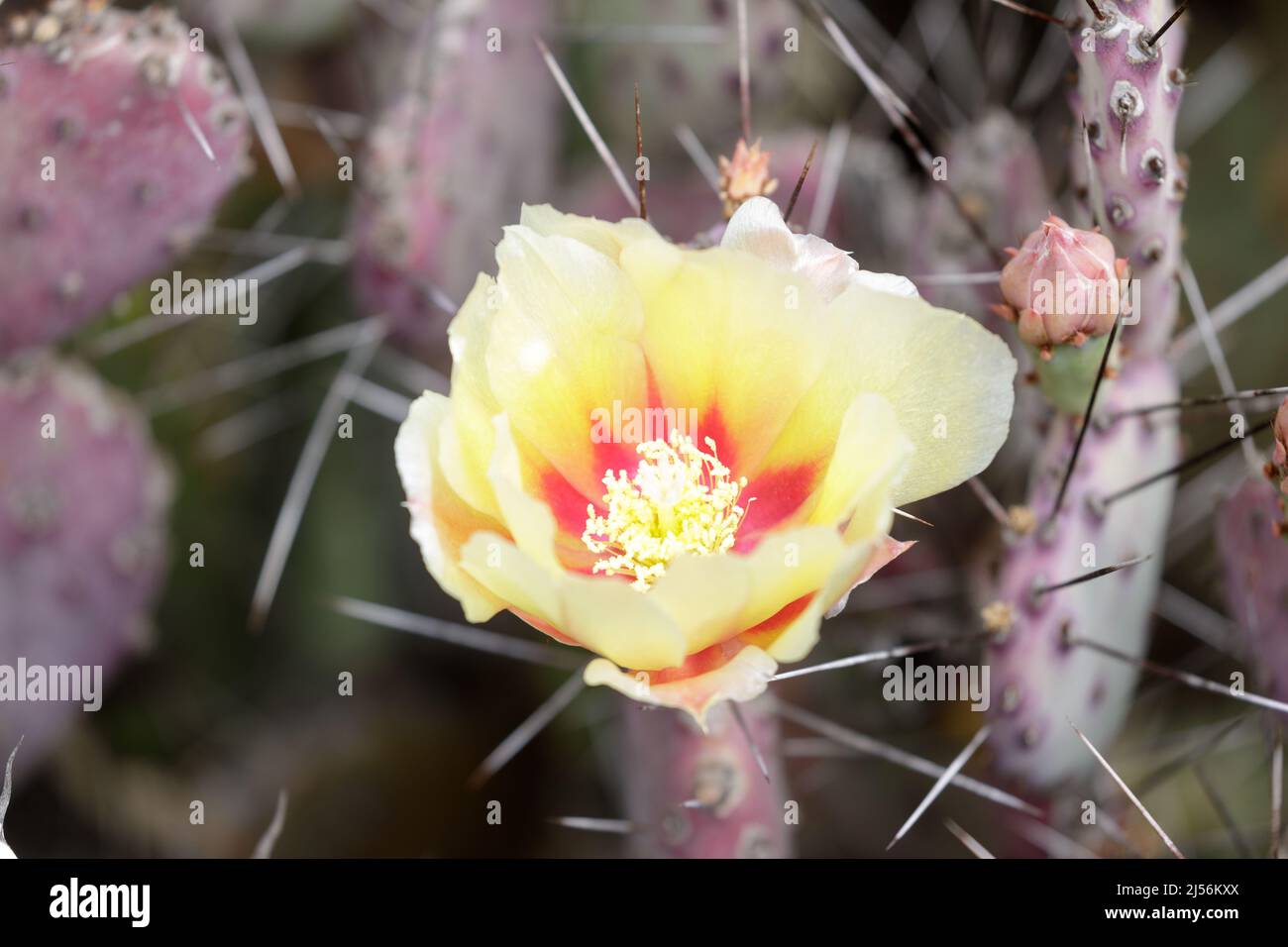 Santa Rita Prickly Par in fiore. Arizona Cactus Garden a Palo Alto, California. Foto Stock