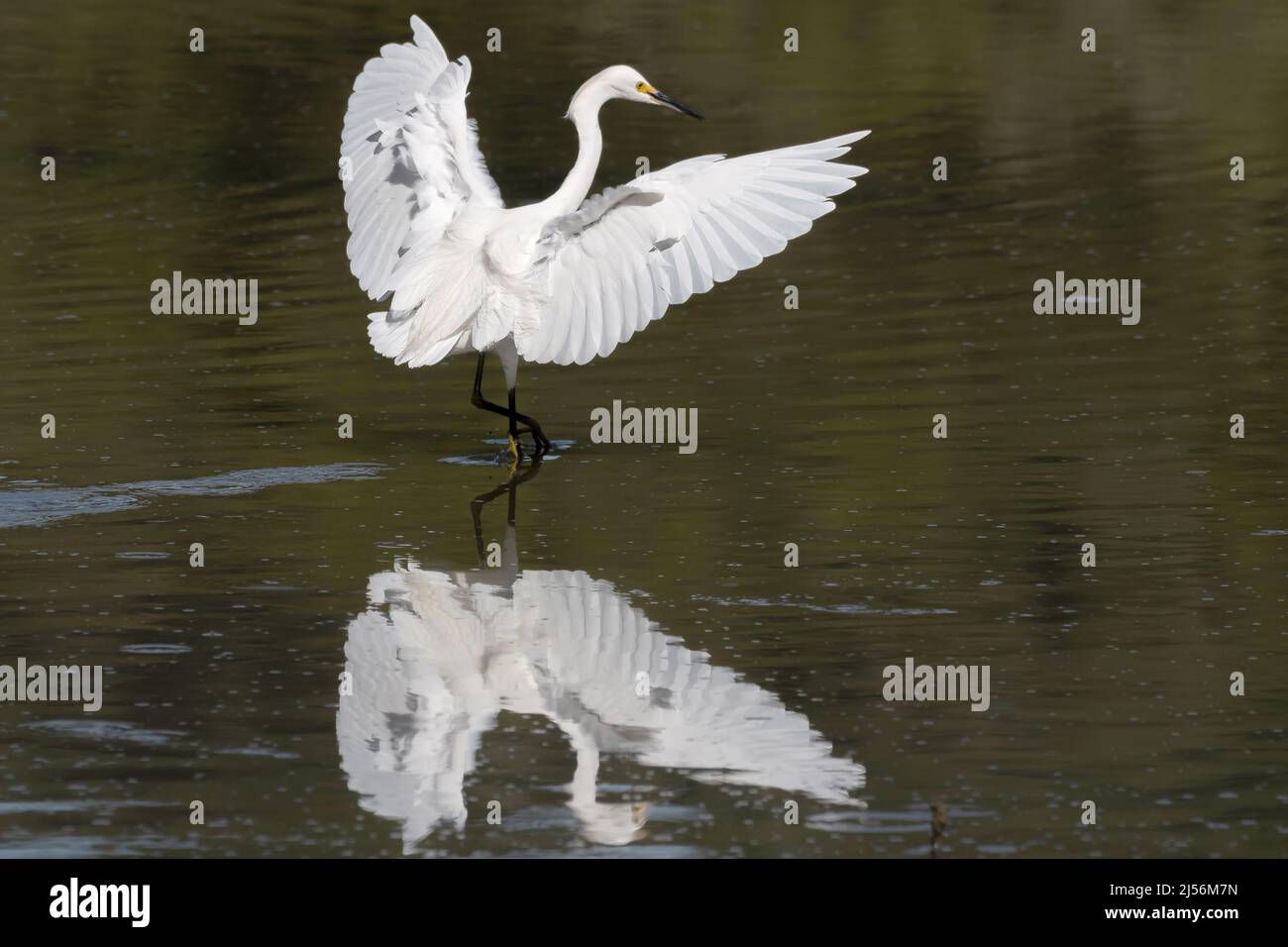Grande Egret guado con grazia in un lago Foto Stock