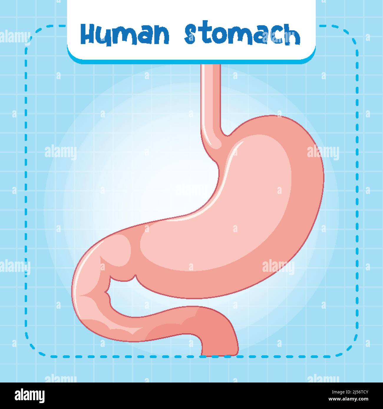 Organo interno umano con illustrazione dello stomaco Illustrazione Vettoriale