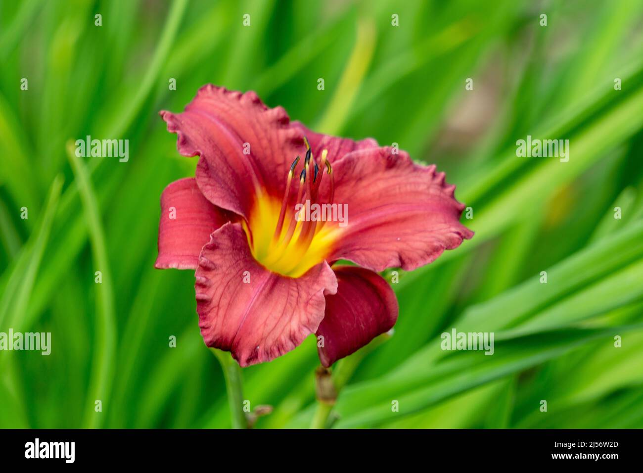 un fiore di giglio rosso in un parco Foto Stock