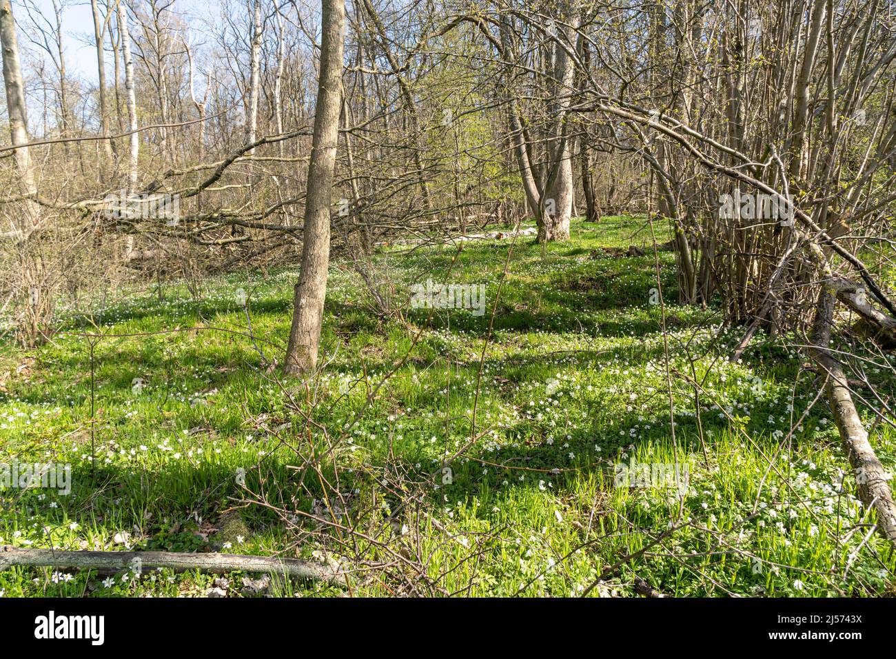 percorso nei boschi durante la primavera Foto Stock