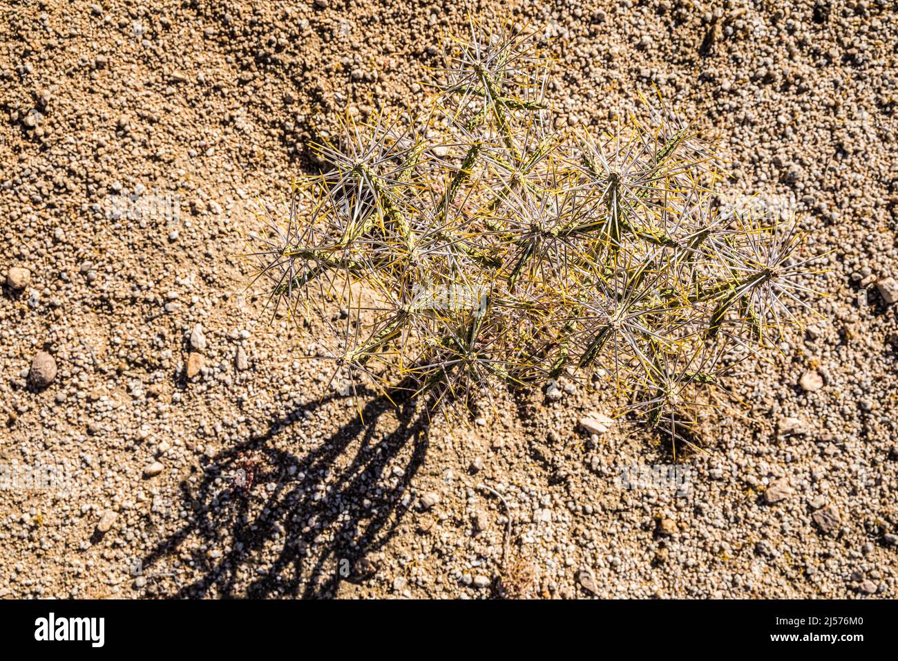 Matita Cholla cresce sul terreno ghiaioso asciutto, Joshua Tree National Park, California, USA. Foto Stock