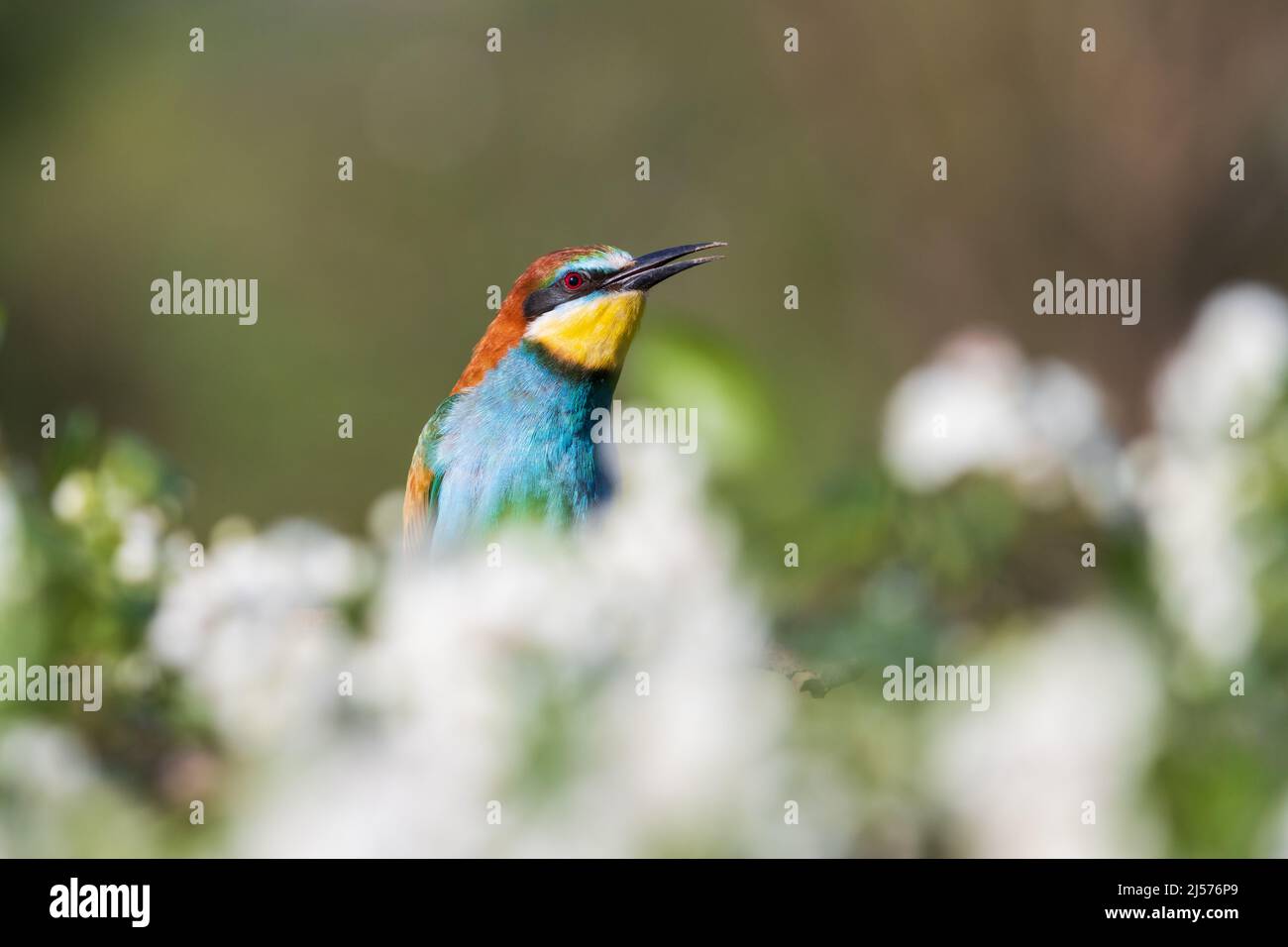 in primavera canta un uccello colorato tra i fiori Foto Stock