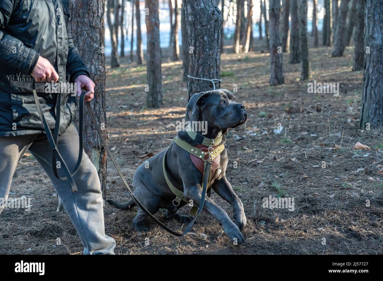 K9 formazione. Un cane maschio cane cane corso siede accanto al suo proprietario. L'animale domestico è legato ad un tronco dell'albero. I suoi occhi sono sull'allenatore che si avvicina. Foto Stock