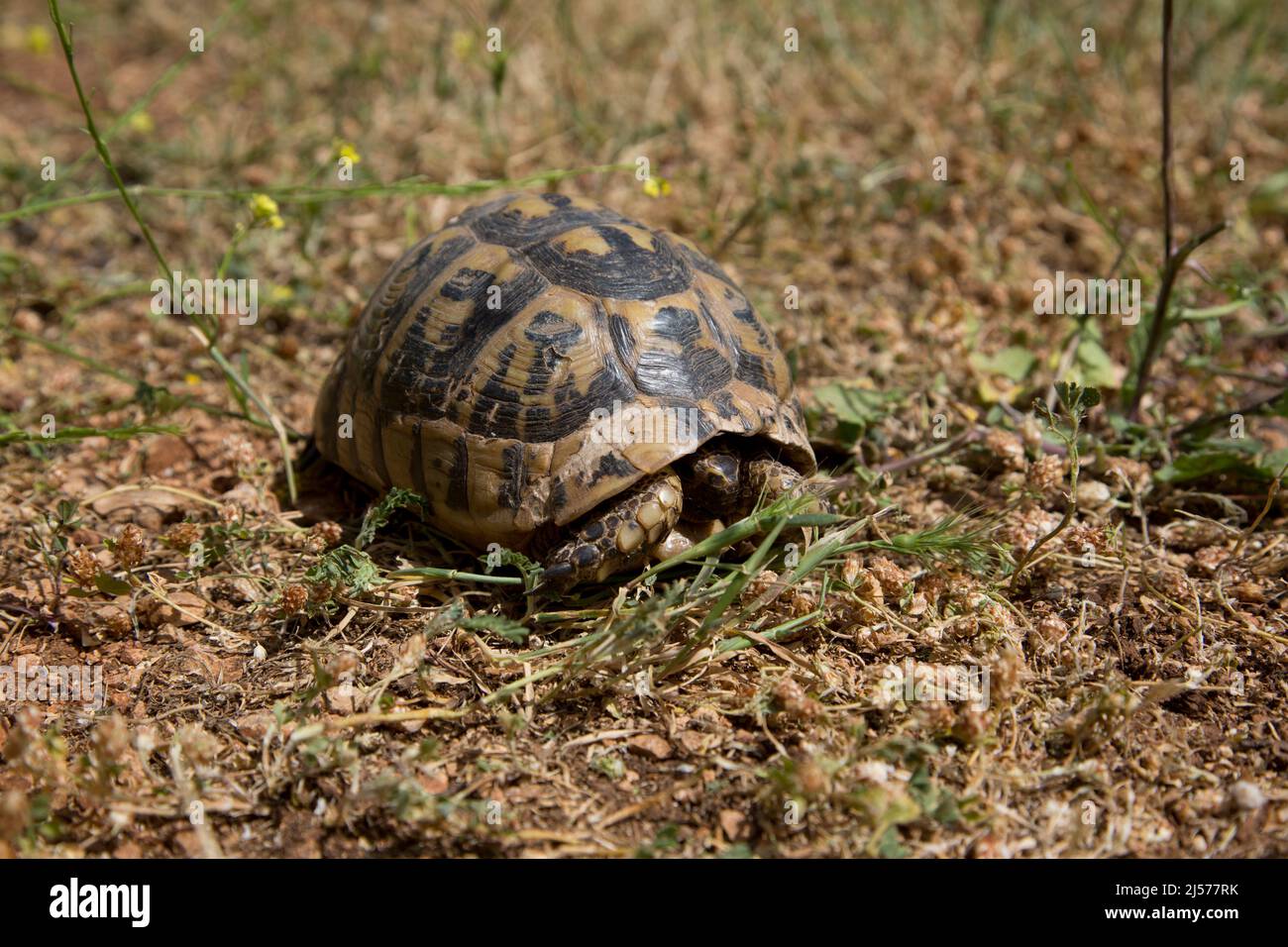 Tartaruga greca Mediterranea (Testudo graeca) Foto Stock