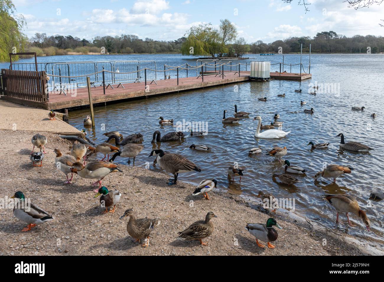 Varietà di uccelli acquatici, tra cui anatre, cigni e oche, a Petersfield Heath Pond in Hampshire, Inghilterra, Regno Unito Foto Stock