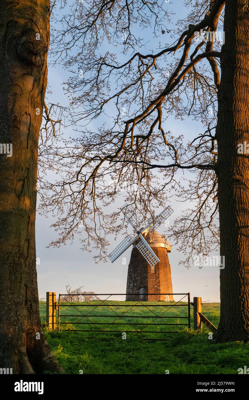 Mulino a vento Tysoe sulla collina di Windmill nella luce del sole primaverile di mattina presto. Upper Tysoe, Warwickshire, Inghilterra Foto Stock