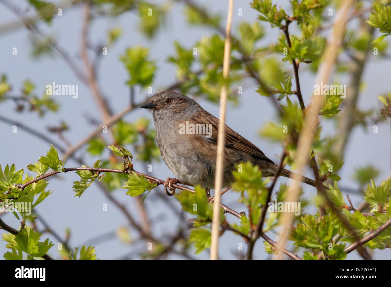Dunnock (Prunella modularis) arroccato in una struttura ad albero Foto Stock