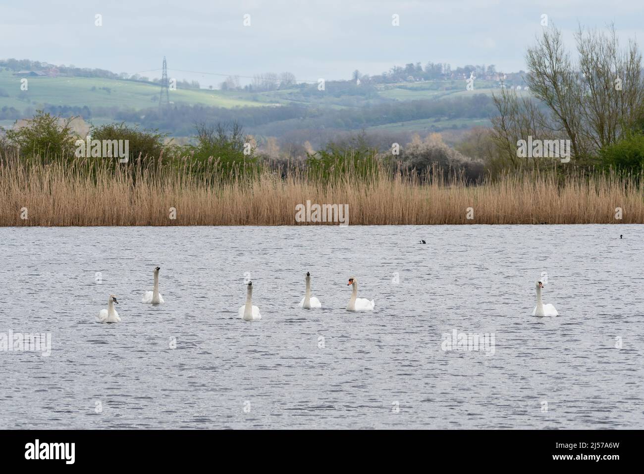 Vista delle zone umide e laghetto con cigni da uno schermo a RSPB Otmoor, una riserva naturale in Oxfordshire, Inghilterra, Regno Unito Foto Stock