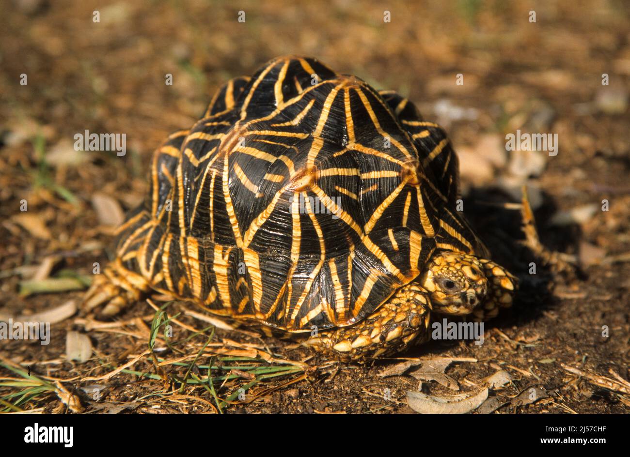 Stella indiana tartaruga Geochelone elegans Foto Stock