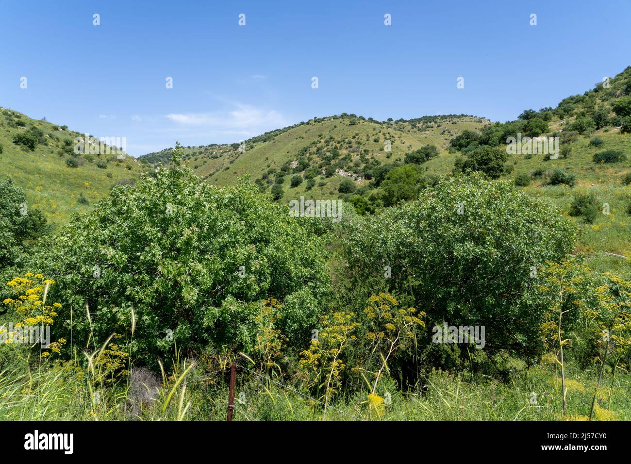 Boschetto mediterraneo nelle alture del Golan Foto Stock