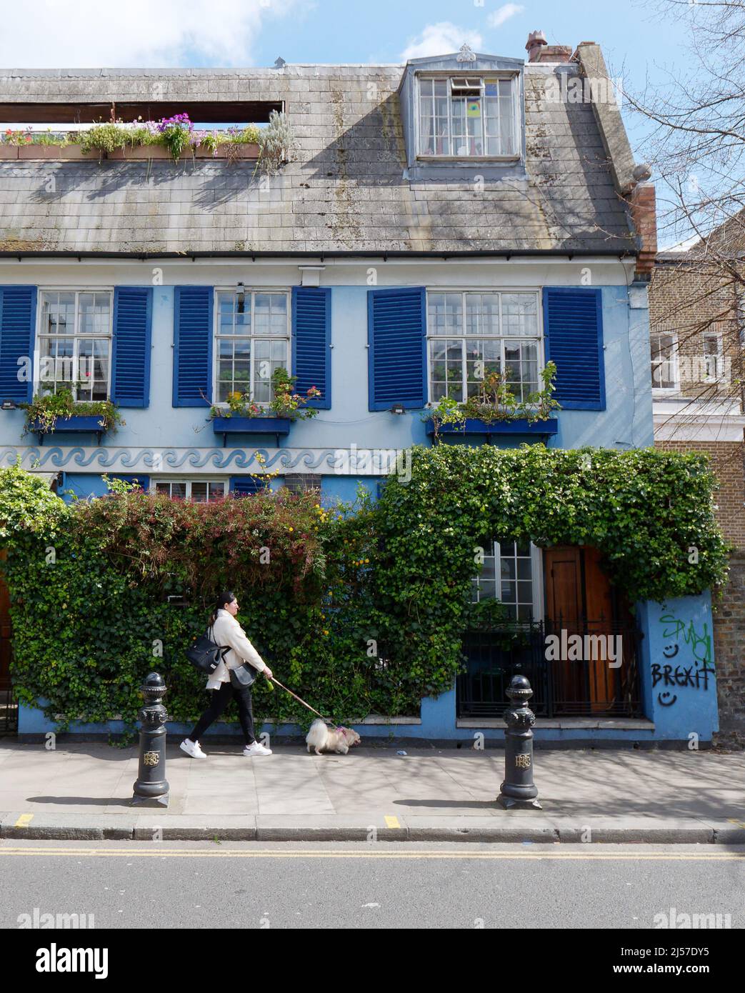 Donna che cammina un cane nella zona di Notting Hill di fronte a una casa blu chiaro con persiane blu scuro. Londra. Foto Stock