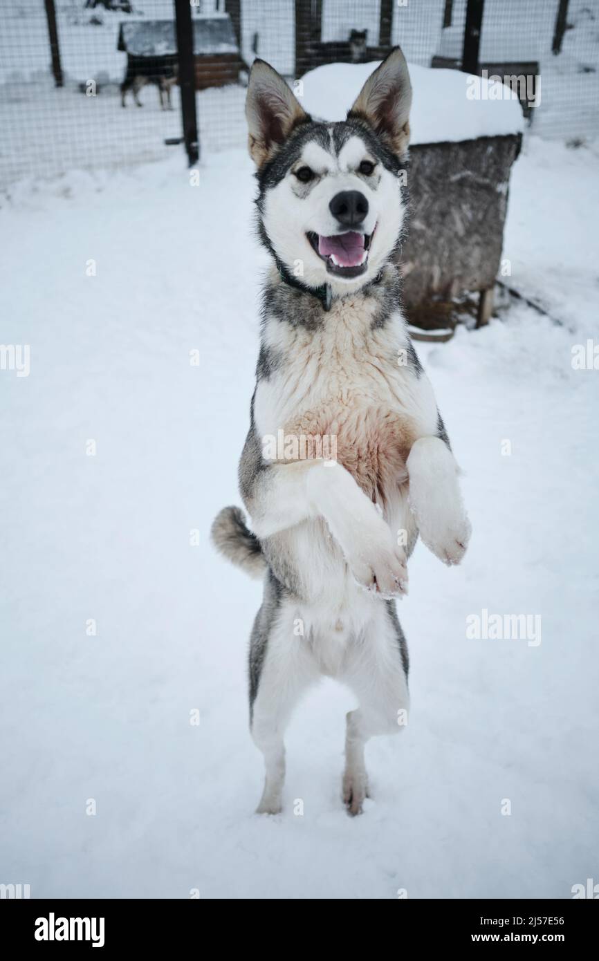 Il grel sembra un Husky siberiano che si alza sulle gambe posteriori nella neve bianca e guarda sorridente. Un bel Husky dell'Alaska nel canile di Foto Stock
