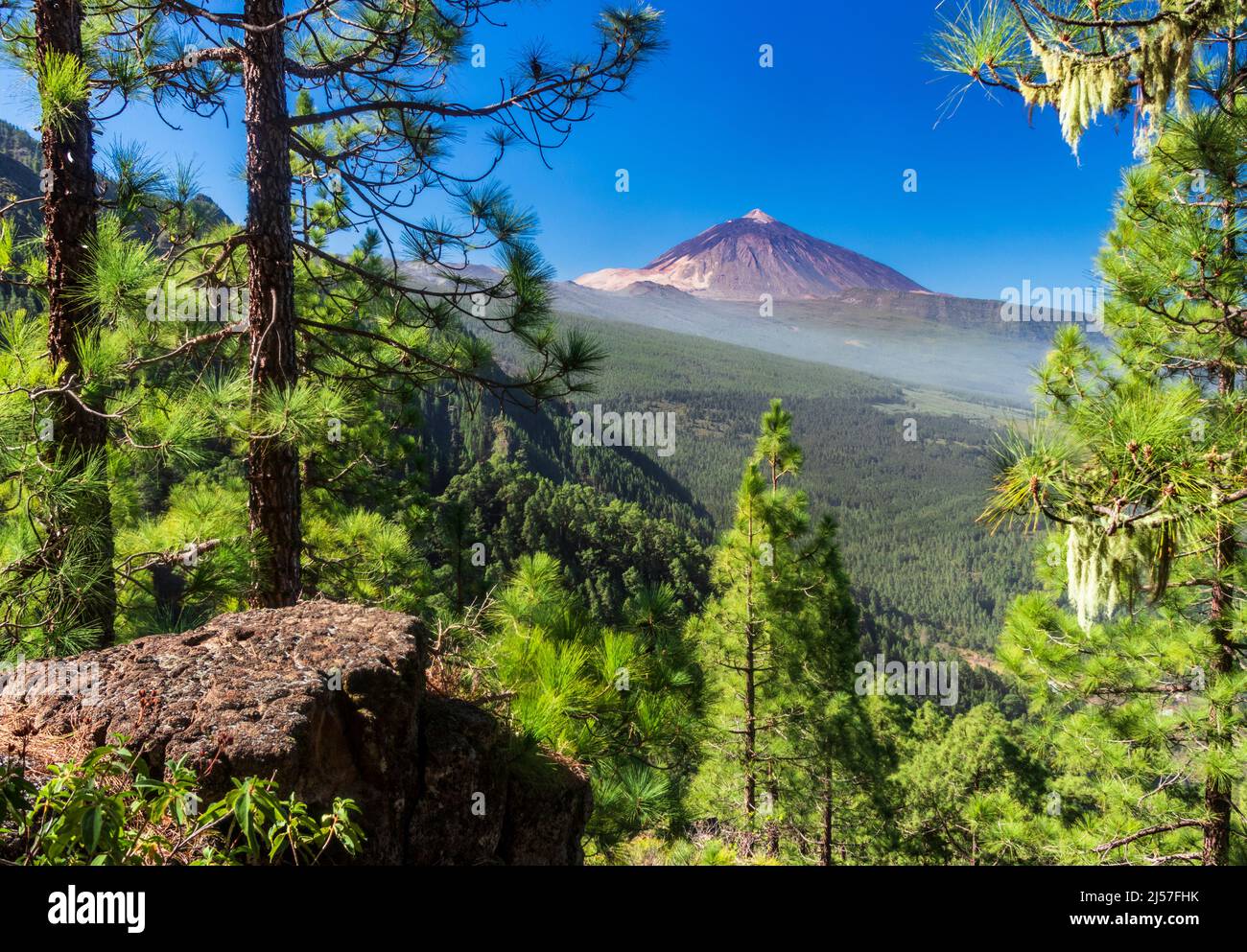Oltre i pini, vista del vulcano Teide da escursioni da la Caldera nella valle superiore Orotava Tenerife Isole Canarie. Foto Stock