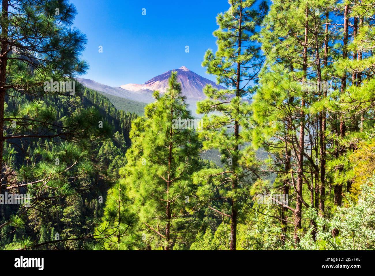 Oltre i pini, vista del vulcano Teide da escursioni da la Caldera nella valle superiore Orotava Tenerife Isole Canarie. Foto Stock